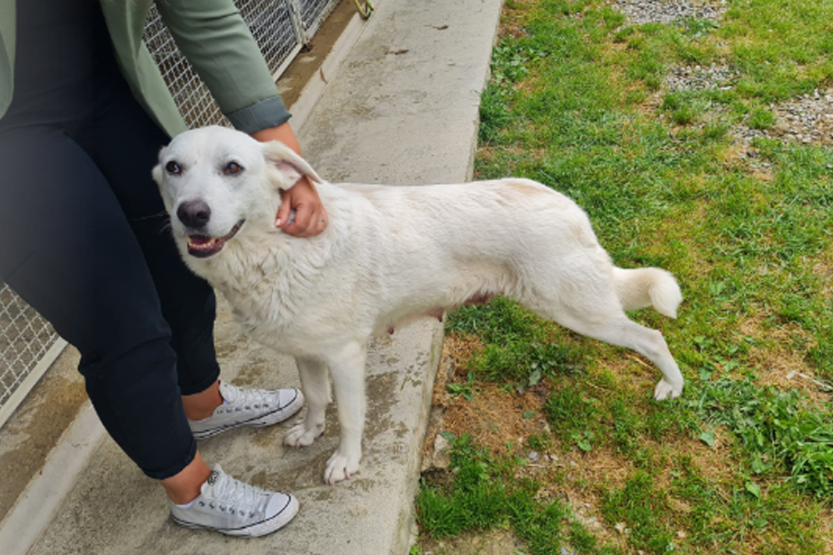 Un amico a quattro zampe per Rsa Giotto