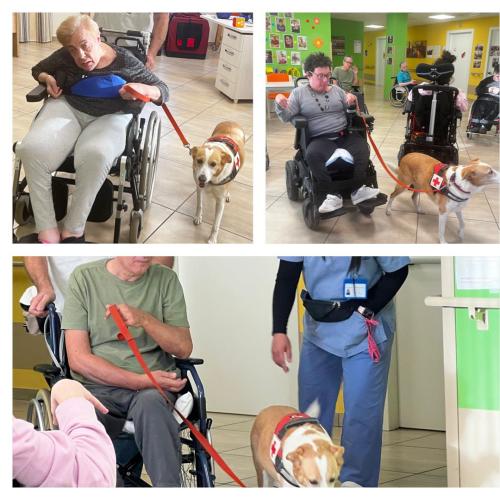 Pet-therapy rsd leopardi